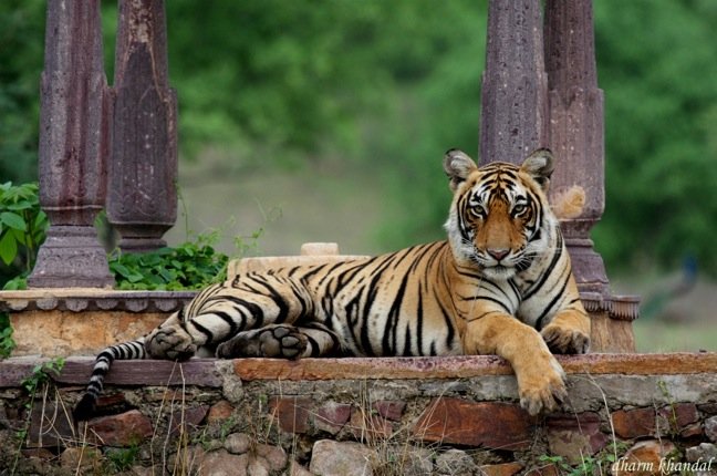 .Tour dell'India _holi festival_Safari_tigre