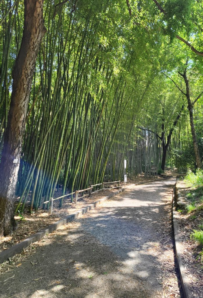 Collezione di bambù - Orto Botanico di Roma 